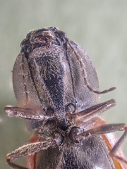 Pseudanostirus