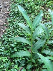 Hedychium