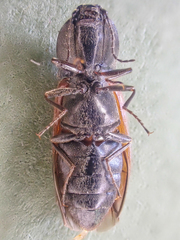Pseudanostirus