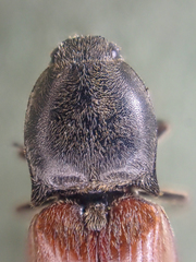 Pseudanostirus