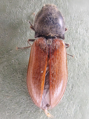 Pseudanostirus