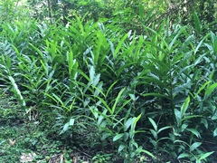 Hedychium