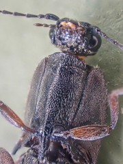 Acteniceromorphus volitans