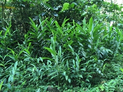 Hedychium