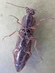 Acteniceromorphus volitans