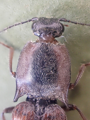 Acteniceromorphus volitans