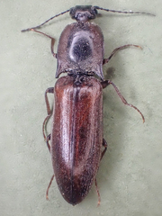 Acteniceromorphus volitans