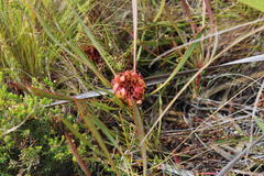 Protea angustata