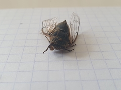 Cicadatra platyptera