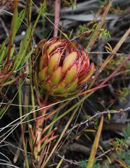 Protea angustata