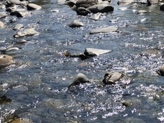 Oncorhynchus gorbuscha