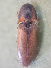 Sericus incongruus