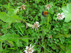 Taraxacum officinale