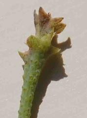 Psoralea verrucosa