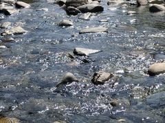 Oncorhynchus gorbuscha