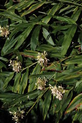 Hedychium