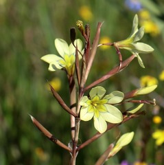 Moraea fragrans