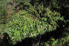 Hedychium