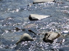 Oncorhynchus gorbuscha