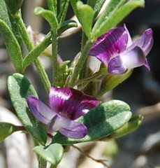 Psoralea repens
