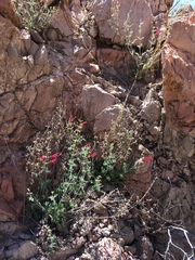 Salvia henryi