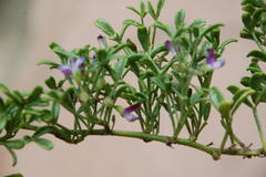 Psoralea repens