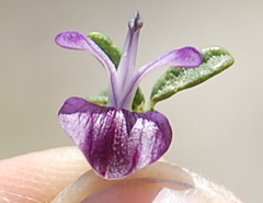 Psoralea repens