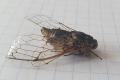 Cicadatra platyptera