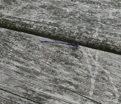 Argia fumipennis