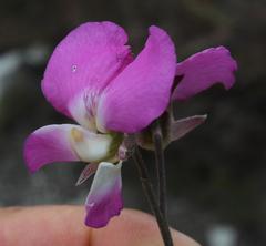 Podalyria biflora