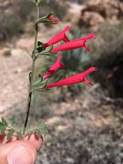 Salvia henryi