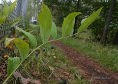 Polygonatum odoratum