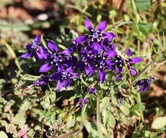 Lapeirousia oreogena