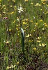 Moraea fragrans