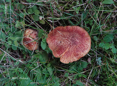 Xerocomellus fennicus