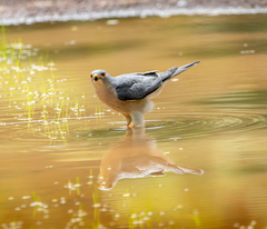 Accipiter badius