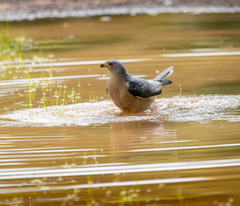 Accipiter badius