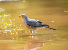Accipiter badius