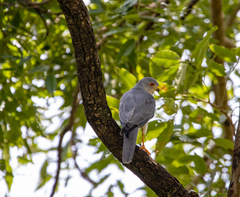 Accipiter badius