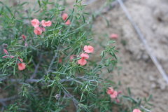 Indigofera candicans