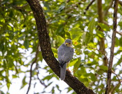 Accipiter badius