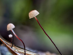 Marasmius hudsonii