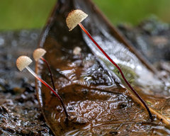 Marasmius hudsonii