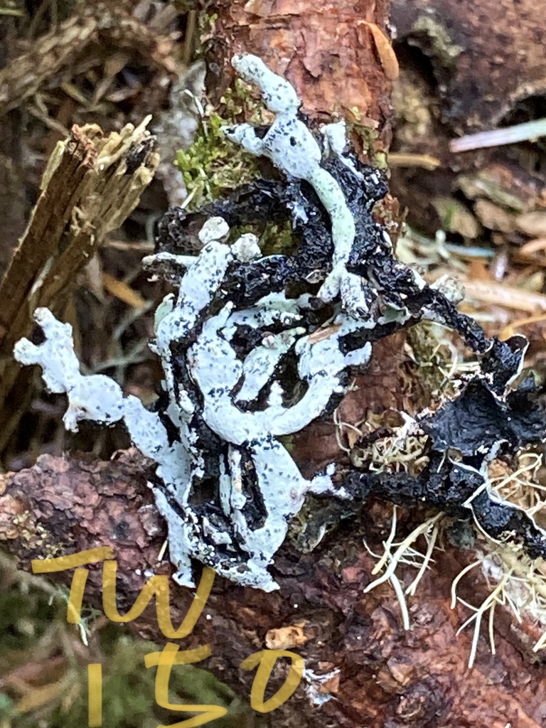 Seaside Tube Lichen