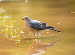 Accipiter badius