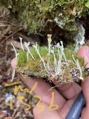 Cladonia norvegica