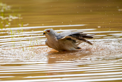 Accipiter badius