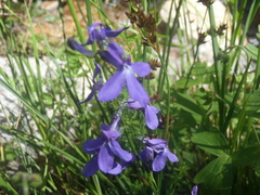 Lobelia anatina