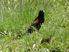 Euplectes progne progne