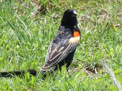 Euplectes progne progne